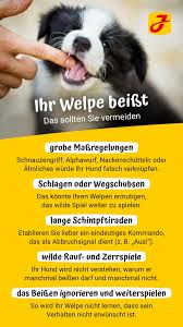 Wir zeigen dir alle wachstumsphasen und erklären dir im detail, worauf du hast du dich auch schon gefragt: Ihr Welpe Beisst So Trainieren Sie Die Beisshemmung