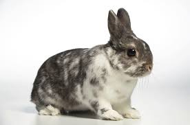 conejo2