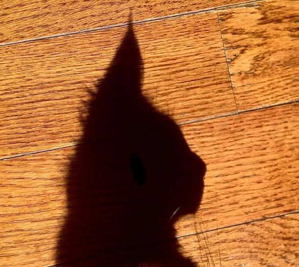 Cats are mostly mysterious. Mostly.