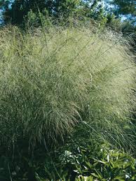 Image result for Panicum infestum