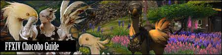 The first stages of the quest require you to go and fetch some gysahl greens for luquelot, who will then explain the ins and outs of fighting alongside your chocobo to you. Ffxiv Chocobo Guide Unlocking Battle Companion Mount