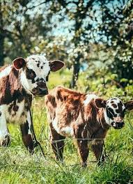 Found On Aplaceinthecountry Tumblr Com Animals Cute Cows Fluffy Cows