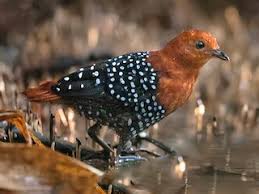 Image result for Dissotis pulchra