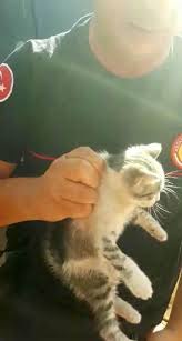 Sanatci Sumer Ezgu Nun Tatiline Yaramaz Kedi Rotari Antalya Haberleri