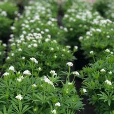 Image result for Galium