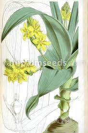 Image result for Hypoxis parvifolia