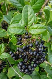 Image result for Distephanus divaricatus