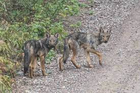 Eastern Wolf Pups Algonquin Wolf Pup Wolf