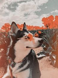 Pin By Kulturlu Keko On Tum Pinler In 2020 Cute Baby Animals Cute Animals Cute Dogs And Puppies