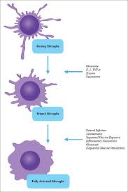 Autism, or autism spectrum disorder (asd), is characterized by challenges with social skills, repetitive behaviors, speech and nonverbal communication, along with unique strengths and differences. Immunoexcitotoxicity As The Central Mechanism Of Etiopathology And Treatment Of Autism Spectrum Disorders A Possible Role Of Fluoride And Aluminum Surgical Neurology International