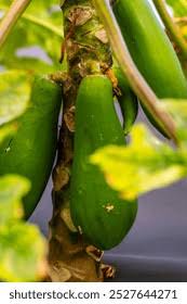 Image result for Caricaceae