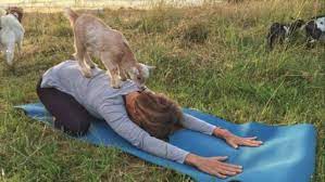 We provide a safe, supportive and tranquil setting with excellent instruction to help improve overall health. Trending Hard Goat Yoga Cbc Life