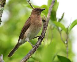 Black And White Birds In Pa Black Billed Thrush Turdus Ignobilis 4341 With Images Common Birds Birds South America