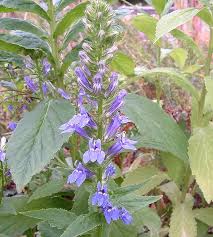 Image result for Lobelia lobata