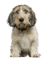 5 Reasons To Love Petit Basset Griffon Vendeen Dogs Aka Pbgv Dog Breeds Miniature Dogs Dog Breeds Medium