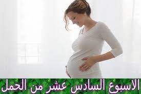 الاسبوع السادس عشر من الحمل كل ما تود ين معرفته turtle neck fashion sweaters