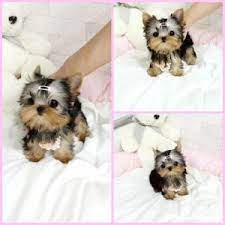 The softest and most loved pet bed to personalised pet portraits, we are all about etching the finer details for our four legged friends. Amazing Adorable Micro Teacup Yorkie Brooklyn Available Teacup Puppies Yorkie Yorkie Puppy For Sale