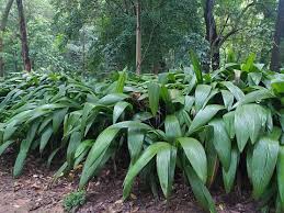 Image result for Molineria