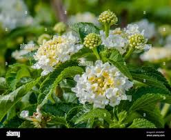 Image result for Lantana nivea