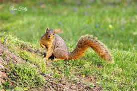 Image result for squirrel