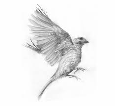 Sketch Bird In Flight Drawing Sparrow Tattoo Bird Drawings Flying Bird Drawing Pencil Drawings Of Girls