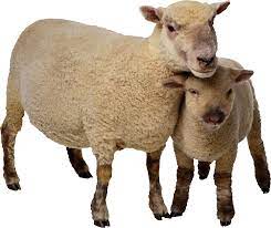 Animals Farm Animals Sheep