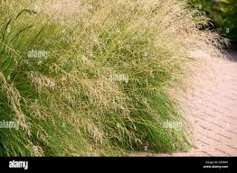 Image result for Eragrostis curvula