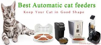 Pin On Cats Are Life Cat Memes Funny Cat Videos Just For Fun