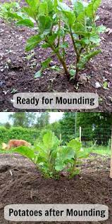 Pioneering Today How To Plant And Grow Potatoes Planting Potatoes Potato Gardening Growing Potatoes