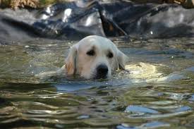 Maybe you would like to learn more about one of these? How To Keep Dogs Away From Ponds Water Garden Advice