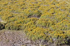 Image result for Gleichenia polypodioides