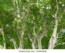 Image result for Caesalpinia ferrea