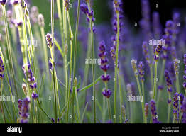 Lavandula angustifolia vera hi-res stock photography and images