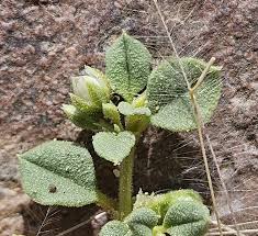 Image result for Limeum