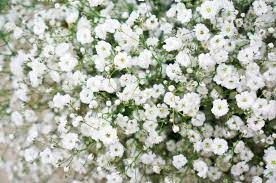 White flowers similar to baby's breath. Filler Flowers For Wedding Bouquets