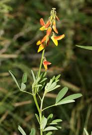 Image result for Crotalaria parvula