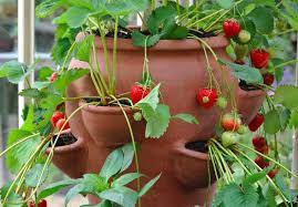 Best pots to grow strawberries. Can Strawberries Grow In Small Pots Facts And Best Pots