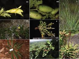 Image result for Plicosepalus amplexicaulis