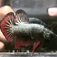 A collection of the top 42 pubg avatar wallpapers and backgrounds available for download for free. Get Ikan Cupang Avatar Gold Vampire Top Grade Background