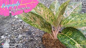 How To Propagate Aglaonema Part 3 Aglaonema Big Roy