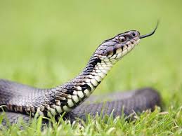 Maybe you would like to learn more about one of these? The Grass Snake Saga