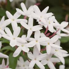 Image result for Jasminum