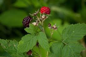 Image result for Rubus