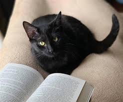 Barnes & Noble - Do you mind? I'm reading. 📸: @BNfrisco . .  #catsofinstagram #caturday #books | Facebook