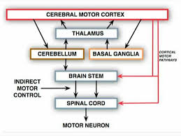 Image result for Neurologic Lesion Localization