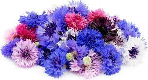 Bachelor S Button Flowers Information And Facts