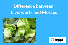 29.6, 10th edition) and compare it to the specimens you see under the microscope. Difference Between Liverworts And Mosses In Tabular Form