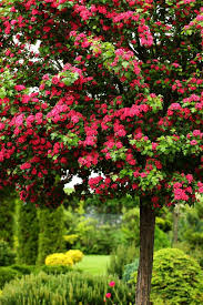 Pink Hawthorn Gift Of A Tree Border Plants Tree Hawthorn Tree