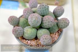 Cactus, succulents, caudiciforms, lithops, books, sale. Jewels Of The Cactus And Succulent Show Cacti And Succulents Succulents Unusual Plants