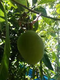 We did not find results for: Mangga Madu Steemit